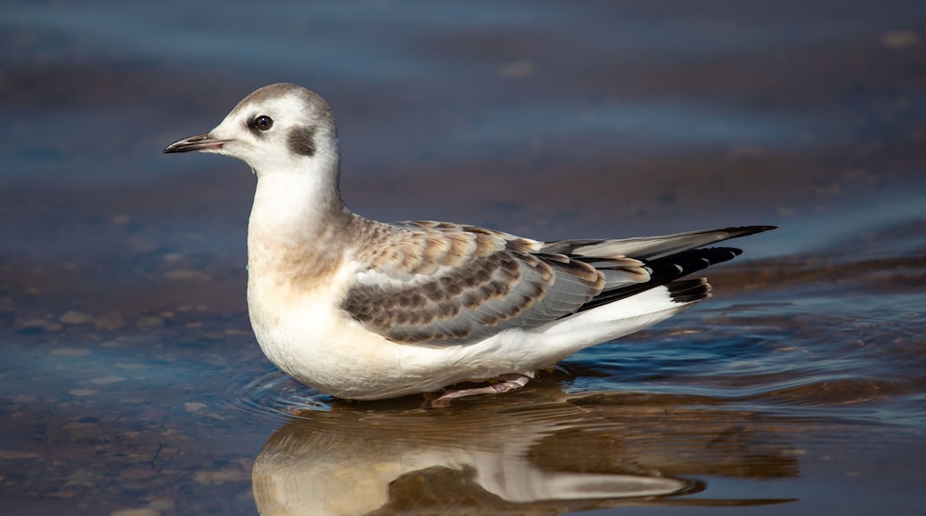 Juvenile Bonaparte's Gull (Larus philadelphia) standing in Shawano Lake in Wisconsin