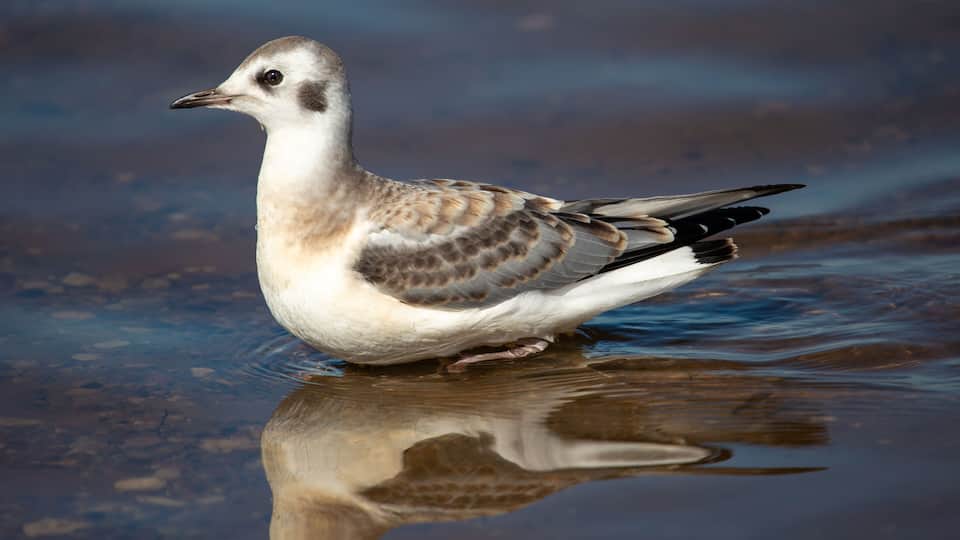 A bird standing in water with its reflection visible.