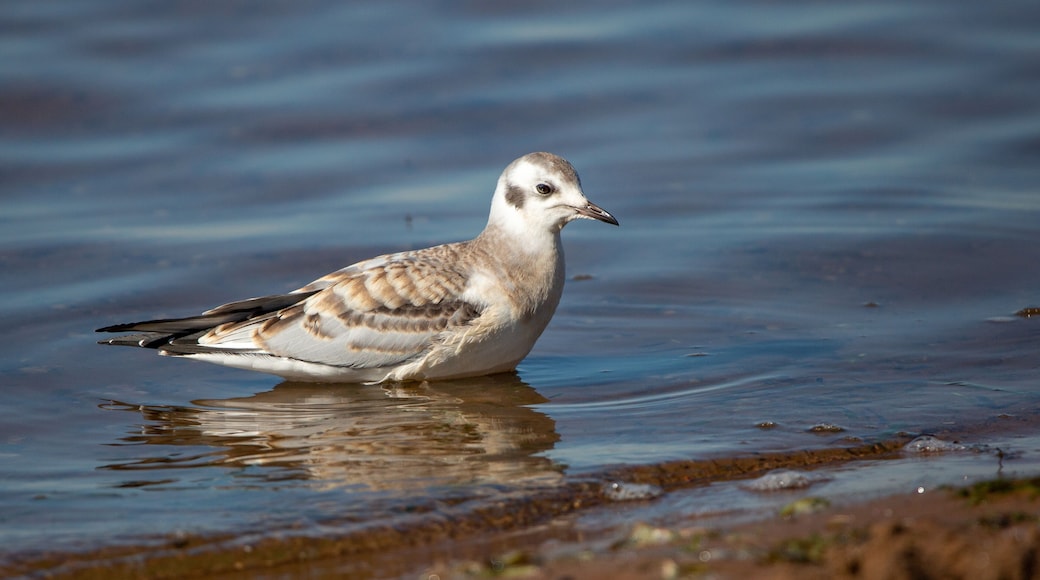 Juvenile Bonaparte's Gull (Larus philadelphia) standing in Shawano Lake in Wisconsin