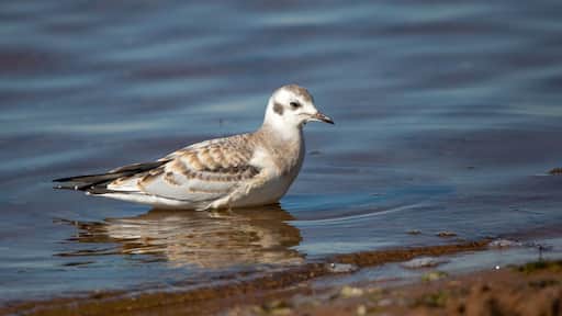 Juvenile Bonaparte's Gull (Larus philadelphia) standing in Shawano Lake in Wisconsin