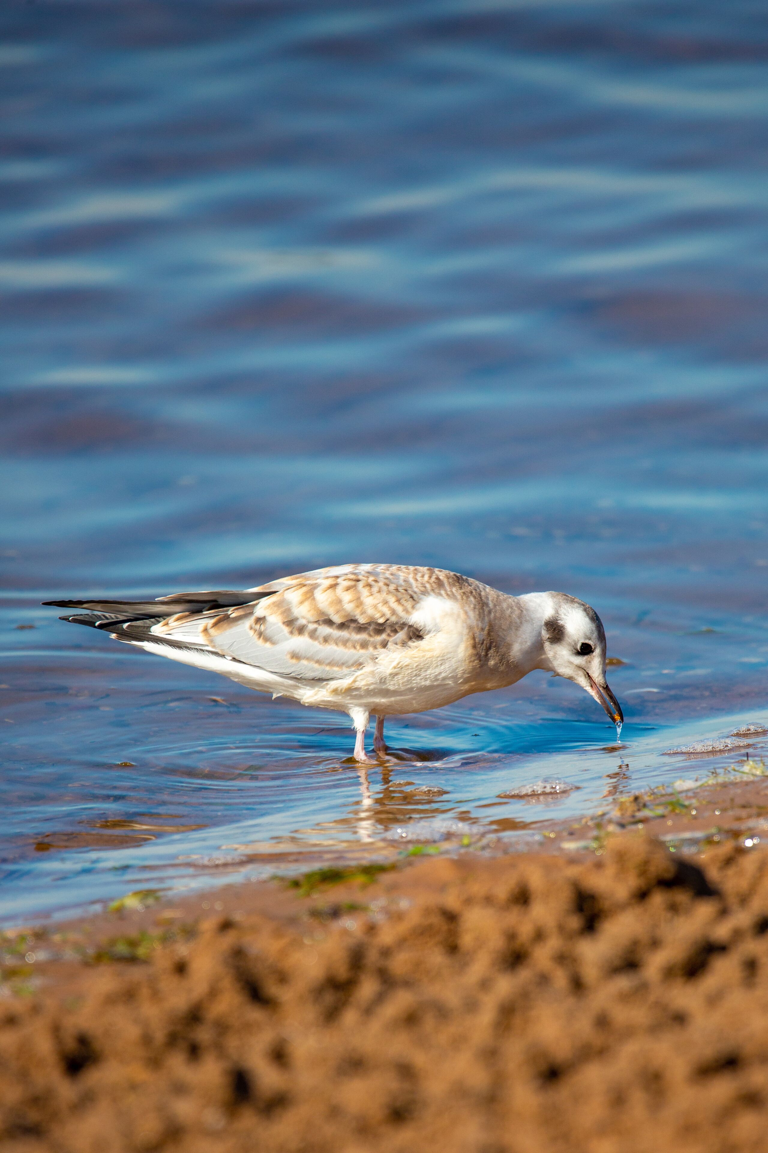 Juvenile Bonaparte's Gull (Larus philadelphia) feeding along Shawano Lake in Wisconsin