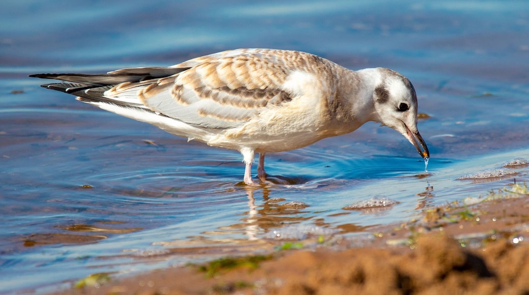 Juvenile Bonaparte's Gull (Larus philadelphia) feeding along Shawano Lake in Wisconsin