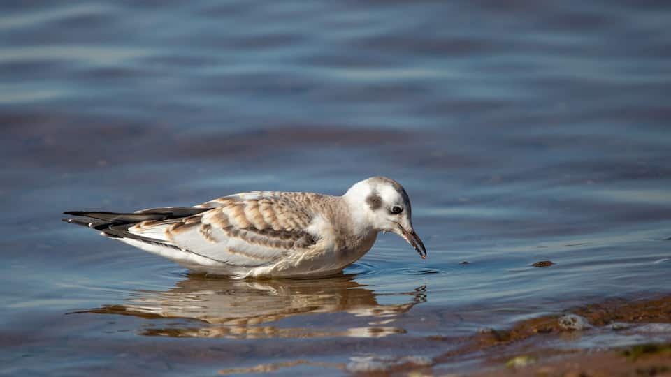 A bird wading in shallow water.