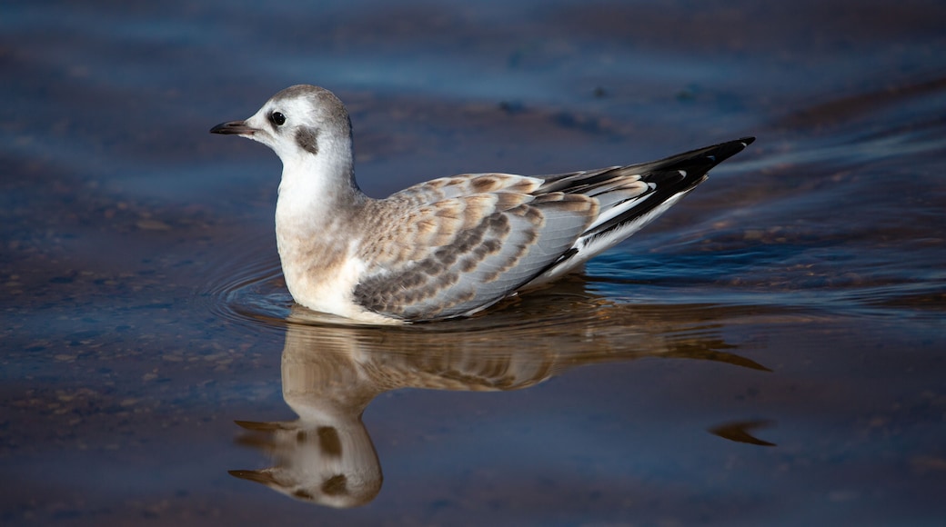Juvenile Bonaparte's Gull (Larus philadelphia) standing in Shawano Lake in Wisconsin