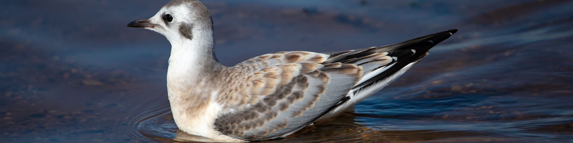 Juvenile Bonaparte's Gull (Larus philadelphia) standing in Shawano Lake in Wisconsin