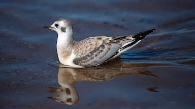 Juvenile Bonaparte's Gull (Larus philadelphia) standing in Shawano Lake in Wisconsin