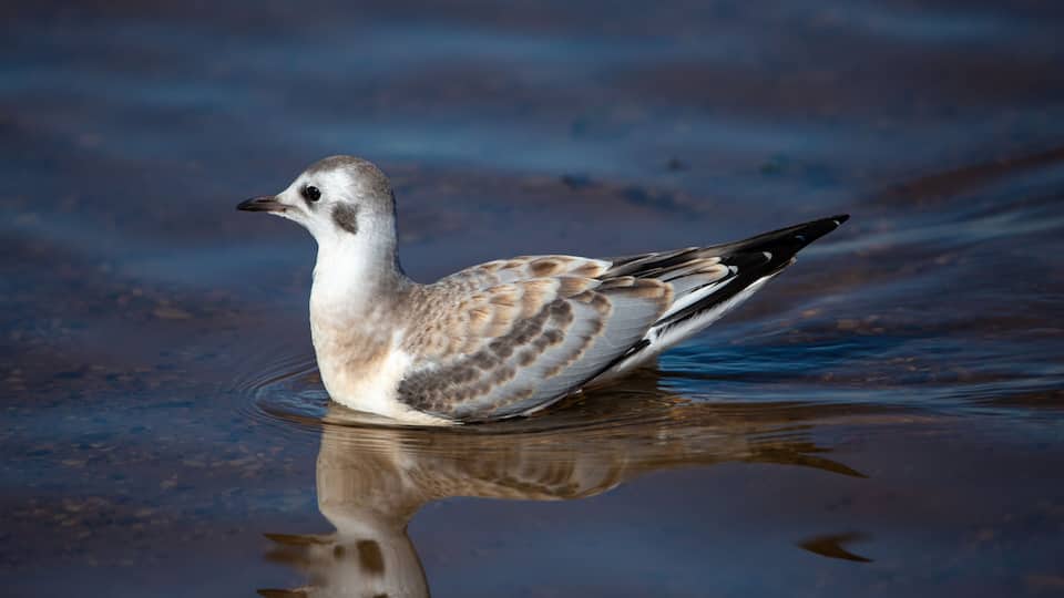 A bird with brown and white plumage swimming in water.