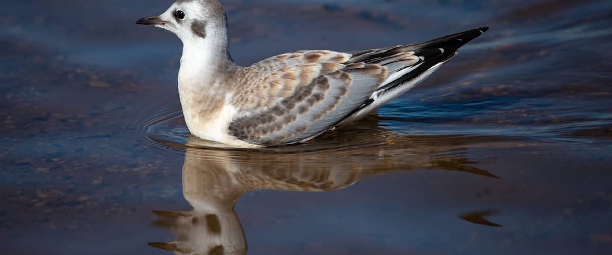 A bird with brown and white plumage swimming in water.