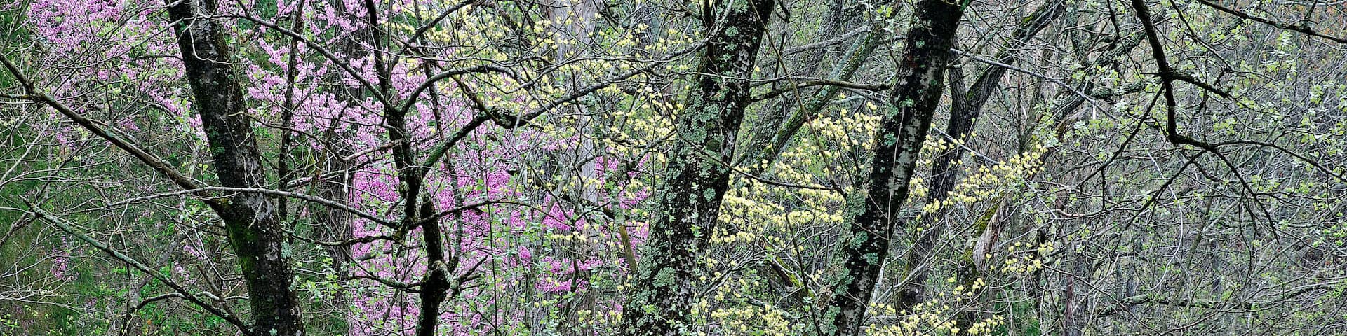 Landscape of spring dogwoods and redbuds in bloom, Bernheim Forest, Kentucky, USA