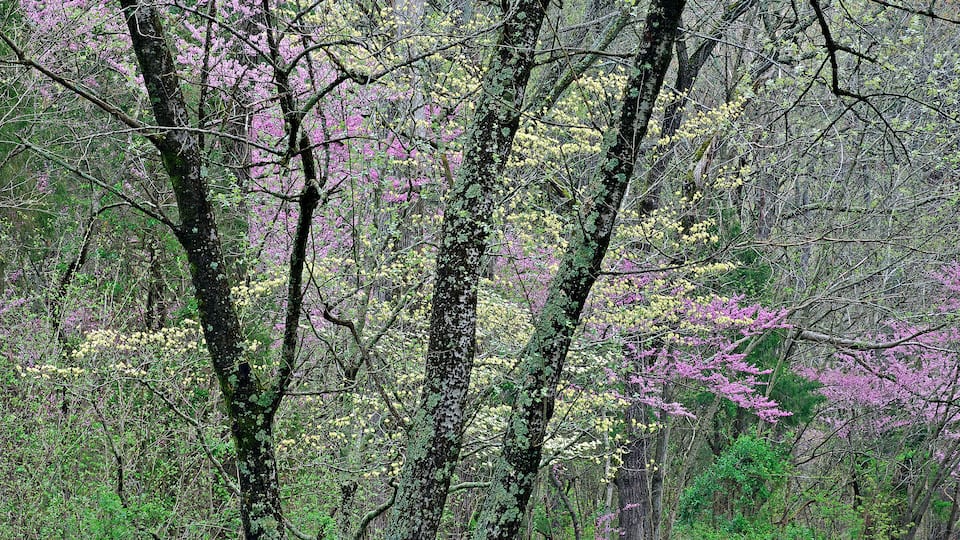 A forest with trees bearing pink and yellow flowers.