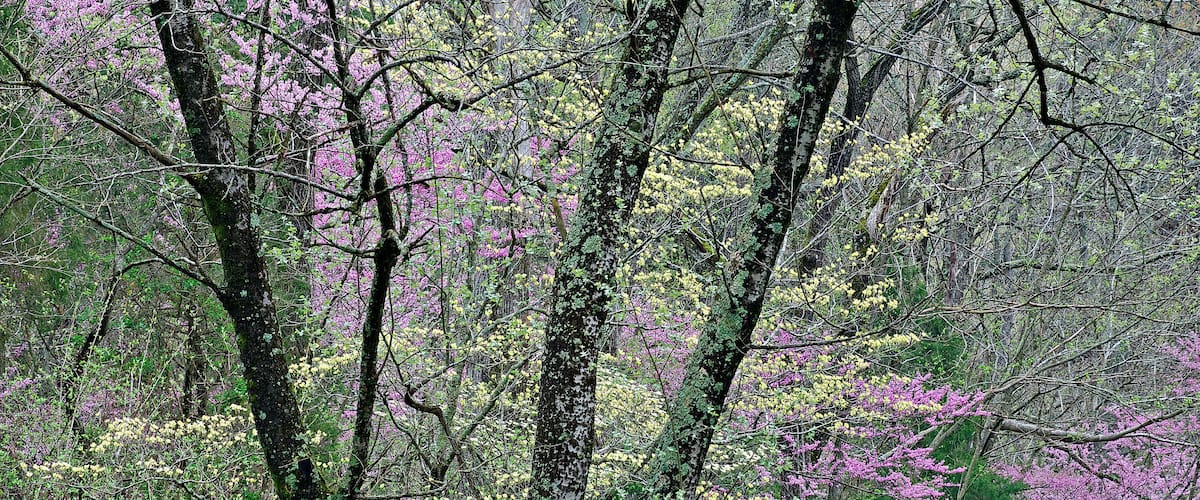 A forest with trees bearing pink and yellow flowers.