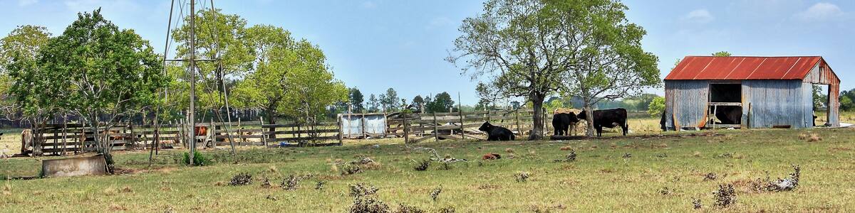 Sealy Texas Windmill and Red Roof