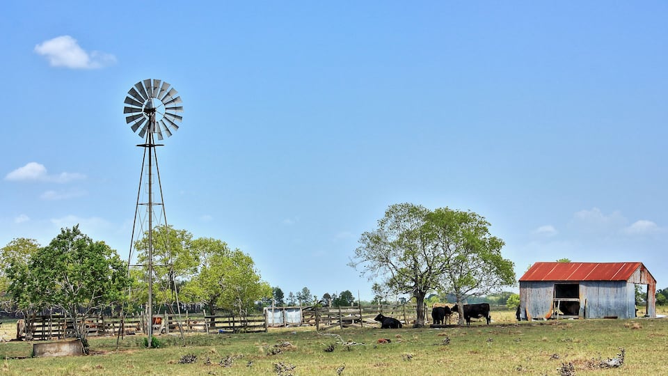 A windmill, a barn, and cattle in a rural landscape.