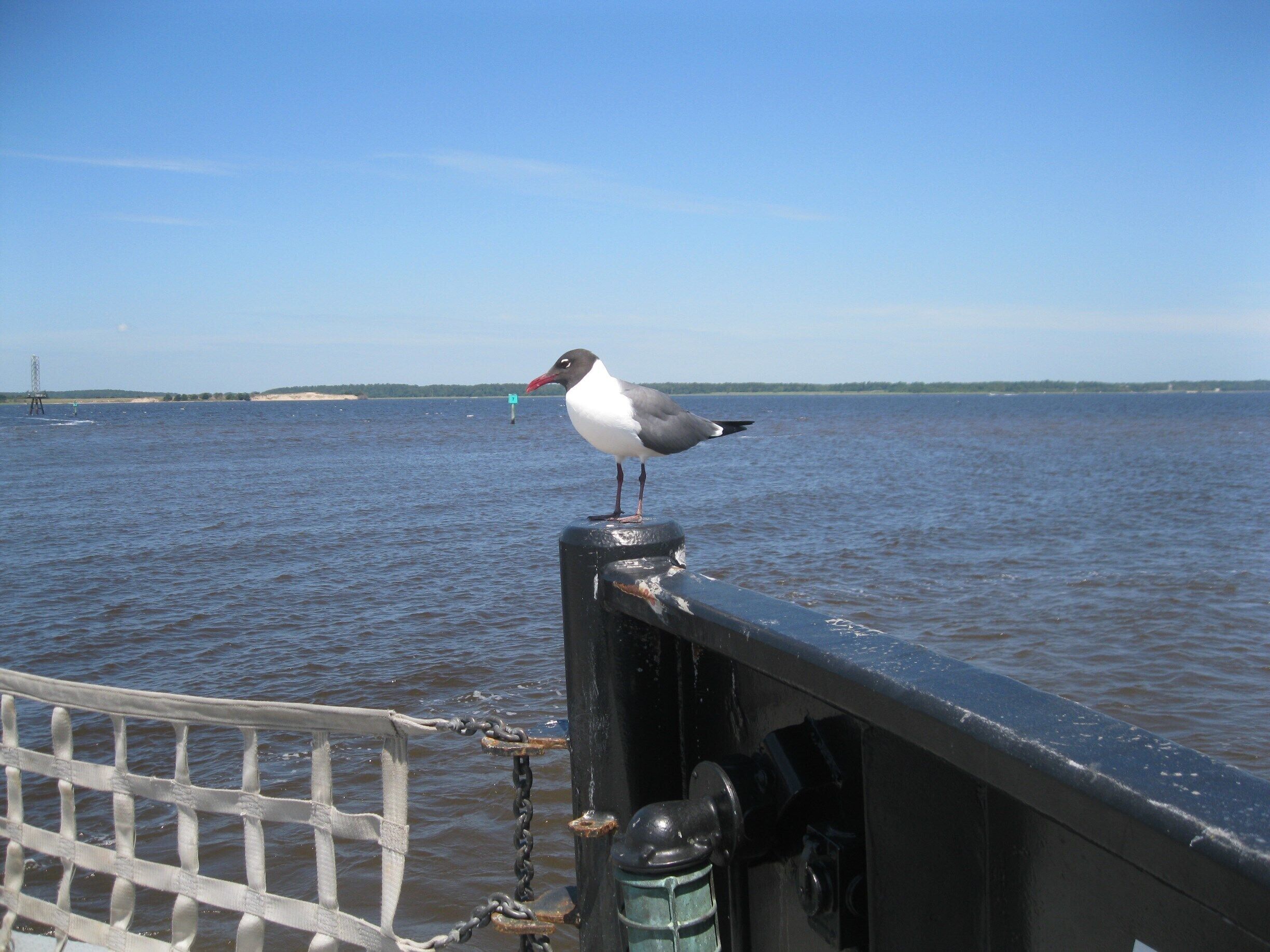 A friendly hitchhiker aboard the Southport-Ft Fisher ferry. This is a great, inexpensive boat ride between these two points, saving 30-40 miles of otherwise road travel.