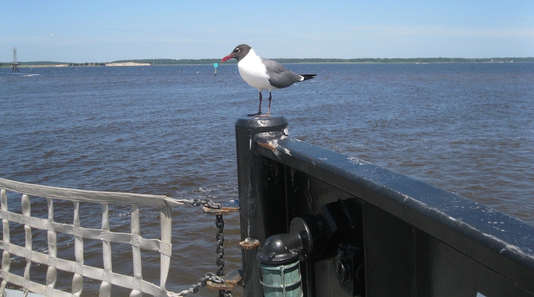 A friendly hitchhiker aboard the Southport-Ft Fisher ferry. This is a great, inexpensive boat ride between these two points, saving 30-40 miles of otherwise road travel.