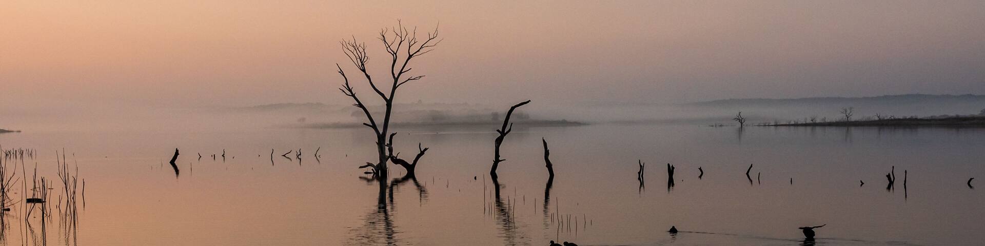 A calm lake with a solitary tree in the center, surrounded by reeds and calm water reflecting the tree.