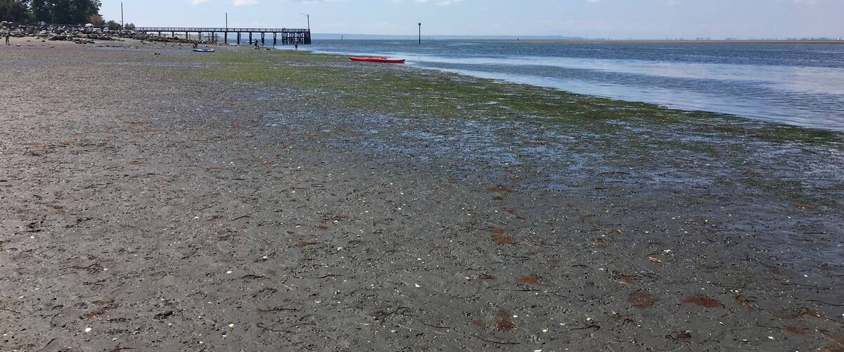Scarcely inhabited beach is a nice break from the crowds at White Rock or Crescent Beach. Off-leash dog beach keeps Fido happy and a peaceful walking trail to the east allows for easy waterfowl viewing.