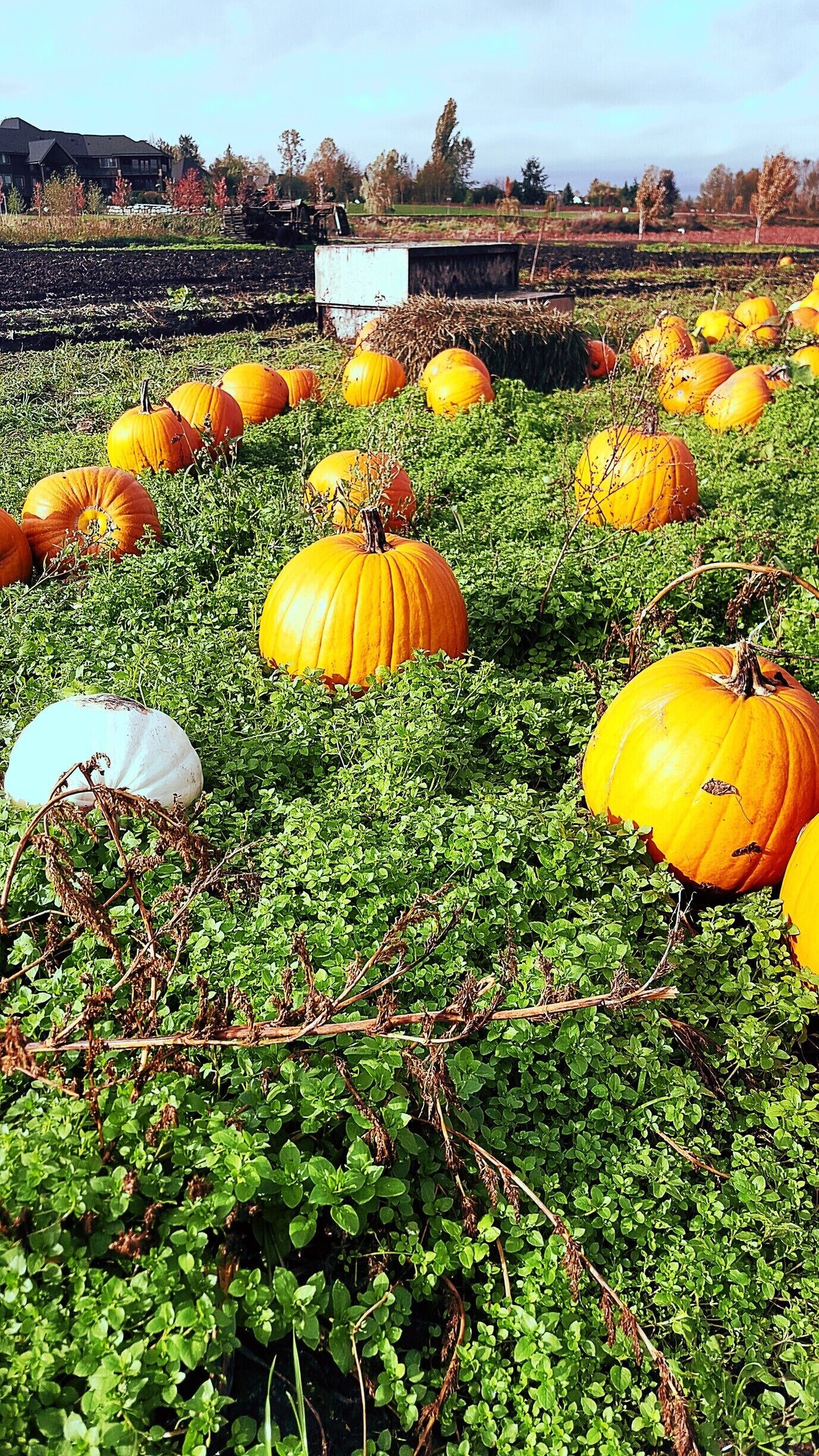 A beautiful crisp autumn day at the local pumpkin patch ... bright orange hues splashed across the fields with a cup of warm hot chocolate!  A perfect afternoon 
