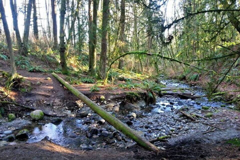 Uma área arborizada com um riacho, árvores caídas e um caminho pedregoso.