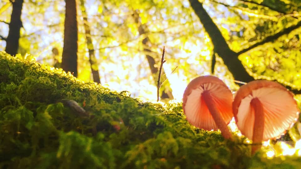 On my hike to mystic beach. It's near Sooke on Vancouver island
