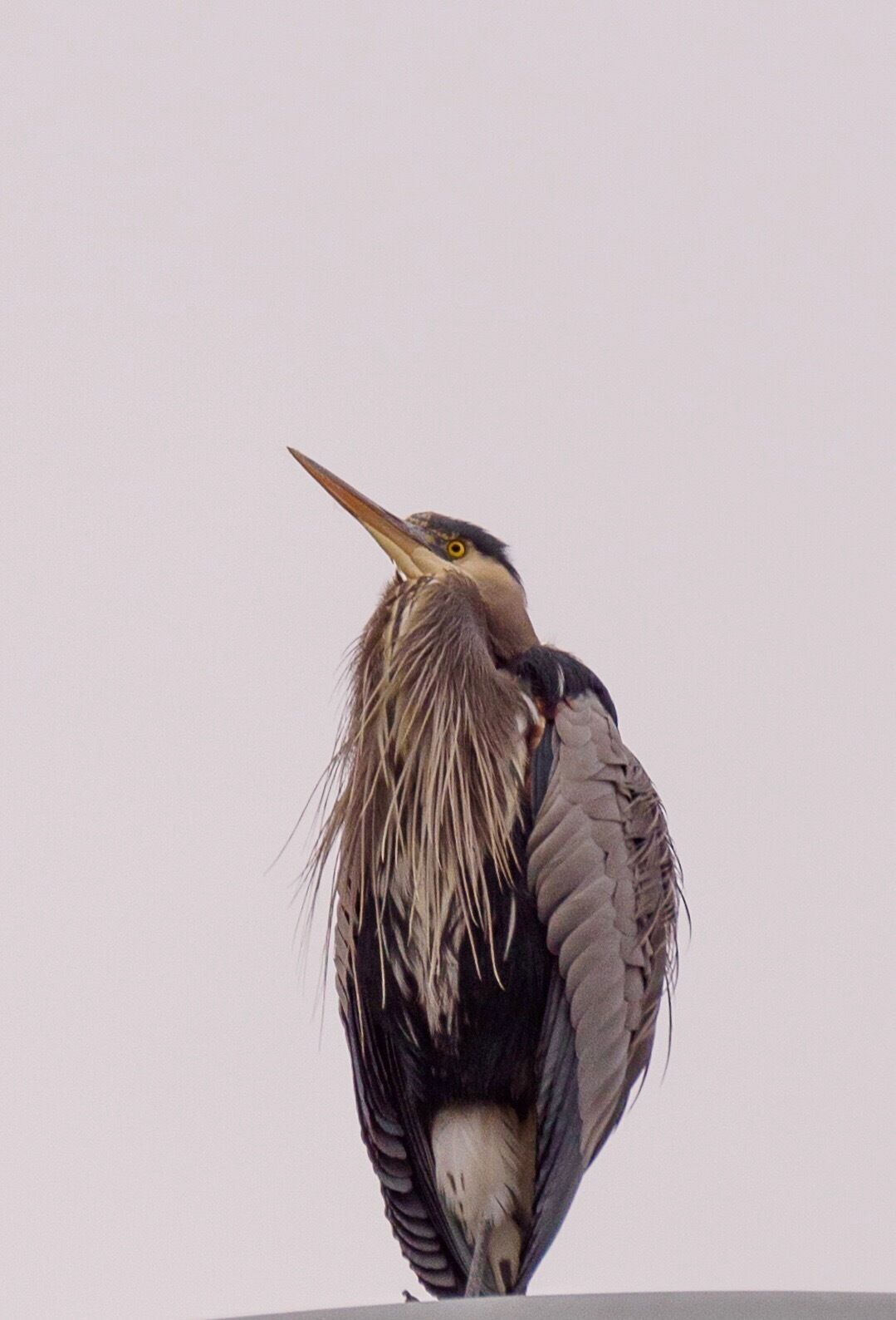 Waiting at the South Surrey bus loop, when I spotted this handsome bird on a light pole. Lots of nature reserves in the area and plenty of fish in Boundary Bay!