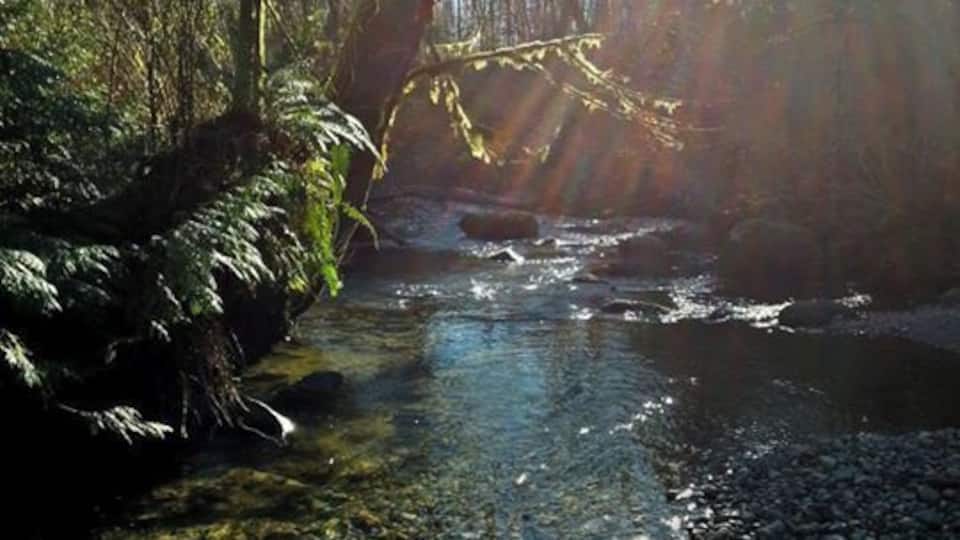 Off the beaten path in Tynehead Regional Park. Surrey, British Columbia