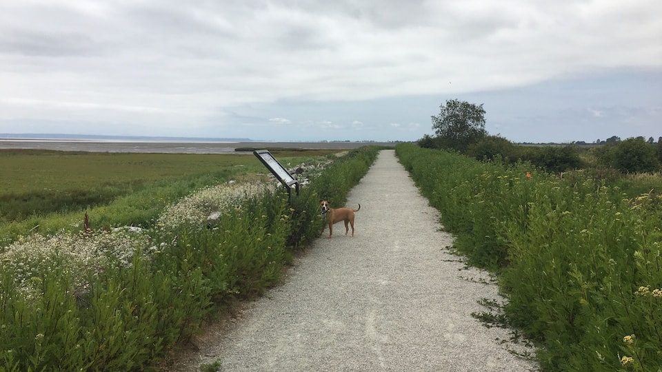 A quick jaunt through migratory bird territory. If you can ignore the highway noise on the path that goes beside the road, it's a peaceful short walk along sand marshland. Visit from fall to spring to see the most wildlife (no dogs allowed during these times).