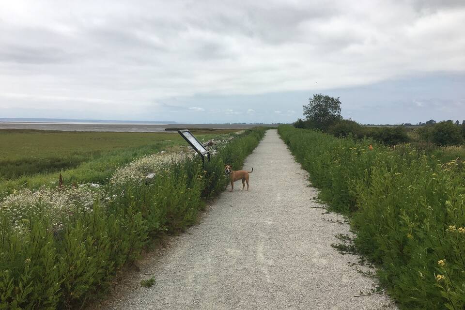 Un chemin de gravier bordé de végétation verdoyante, avec un chien qui s’y tient debout.
