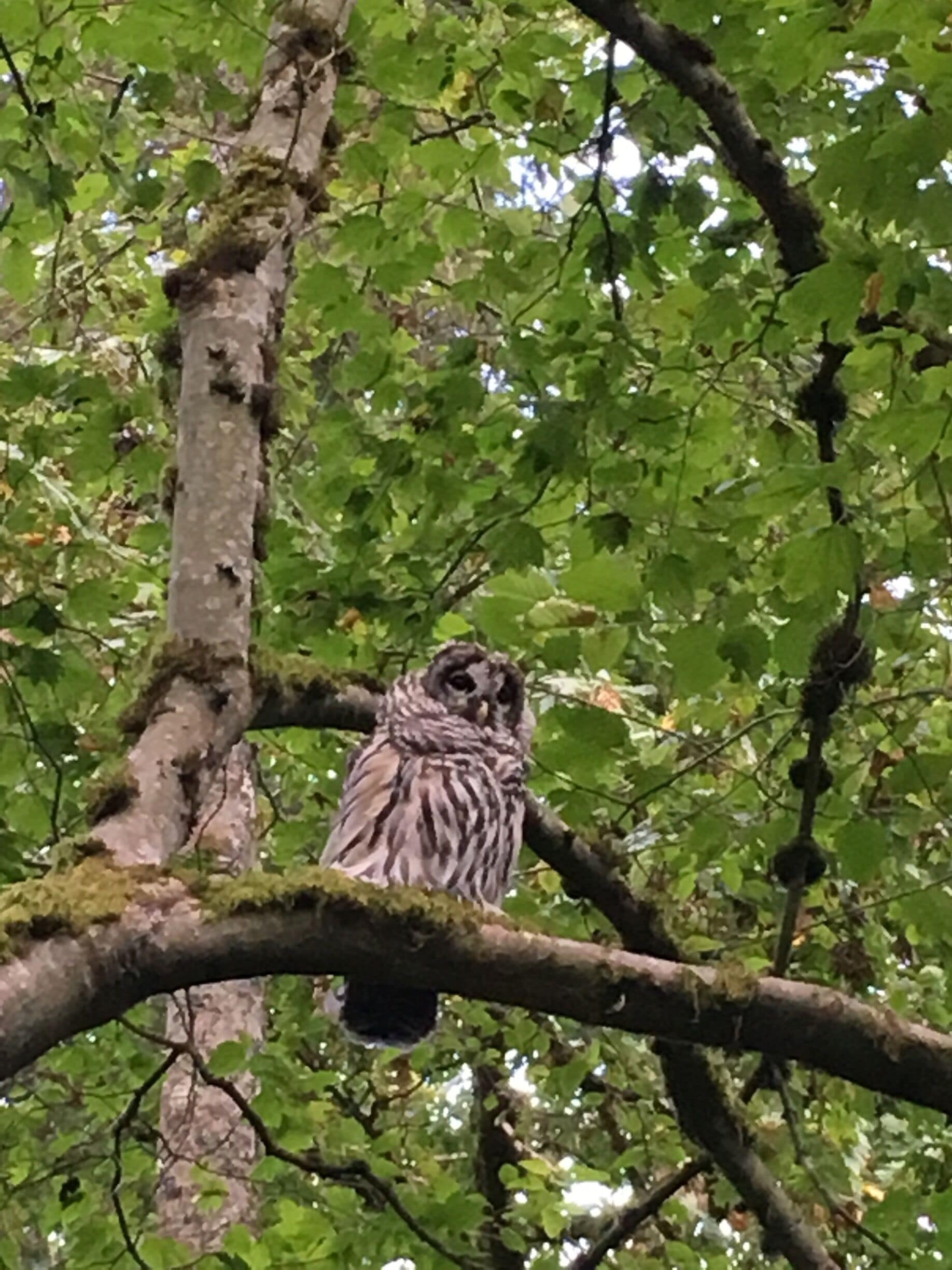 A great sighting by the pond in Crescent Park.