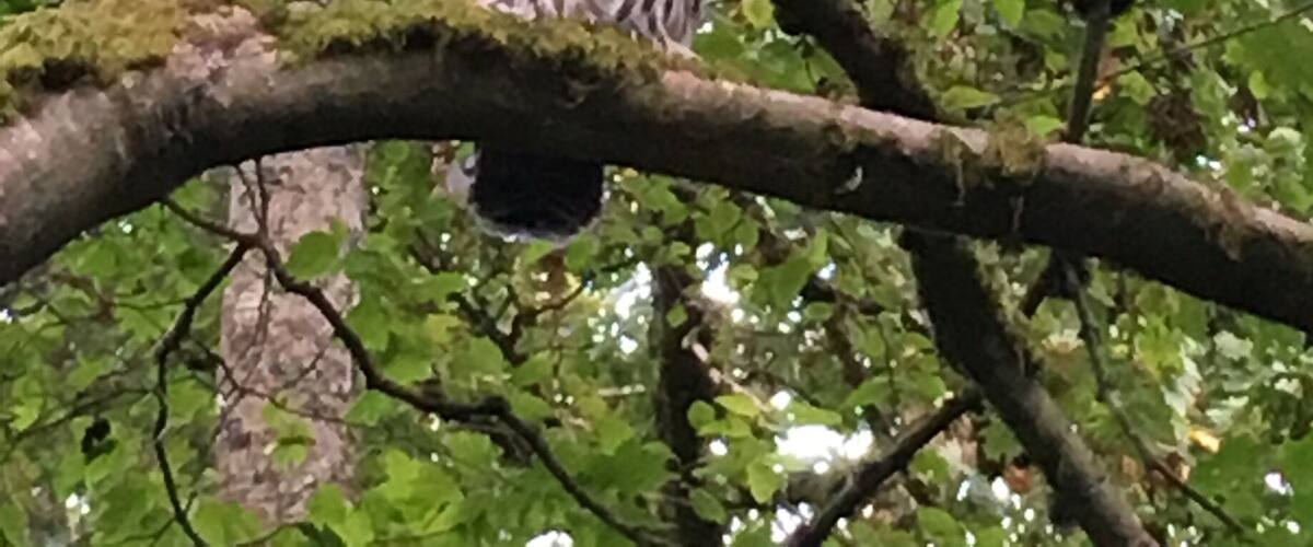 A great sighting by the pond in Crescent Park.