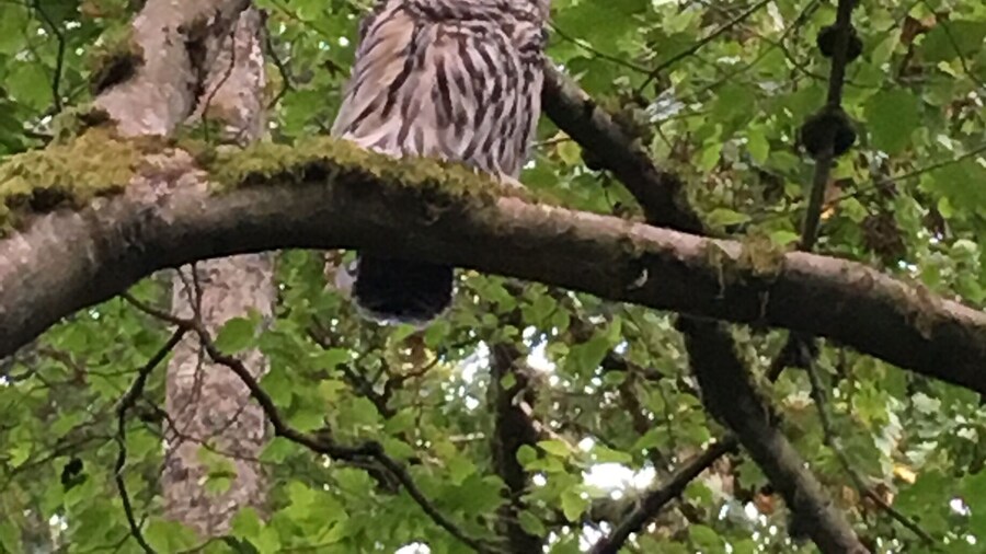 A great sighting by the pond in Crescent Park.