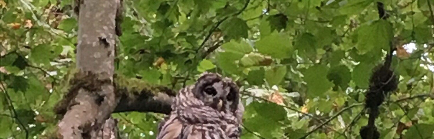 A great sighting by the pond in Crescent Park.