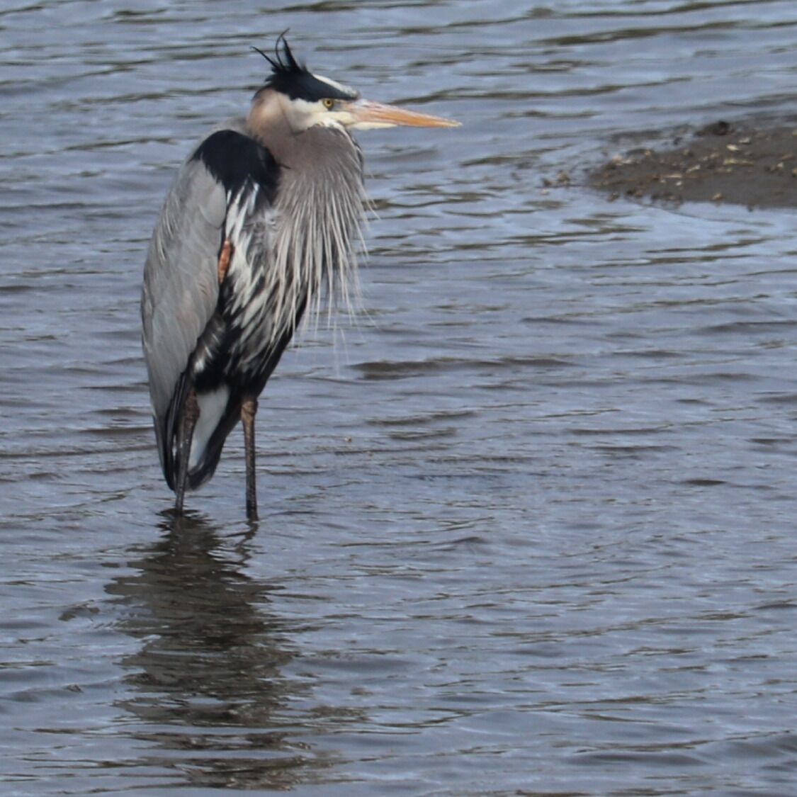 Great Blue Heron
This large heron was taking a relaxed stand in the shallow waters off Blackie Spit.