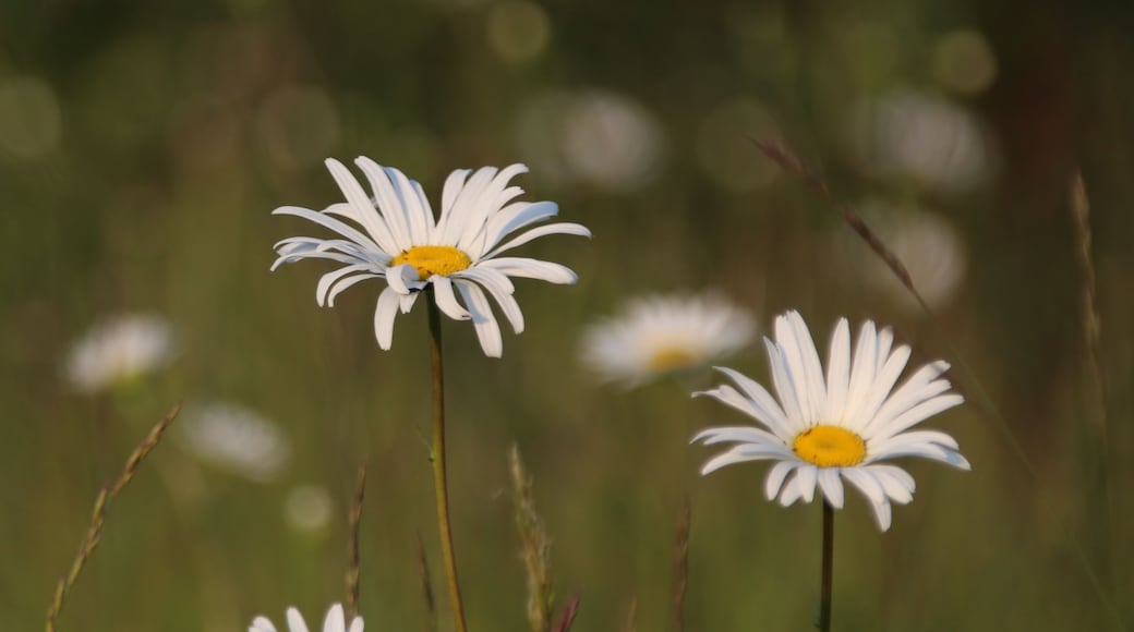 Handful of Daisies
The wildflowers along the Serpentine Fen playfully stretched as the last rays of sun gently stroked their leaves.