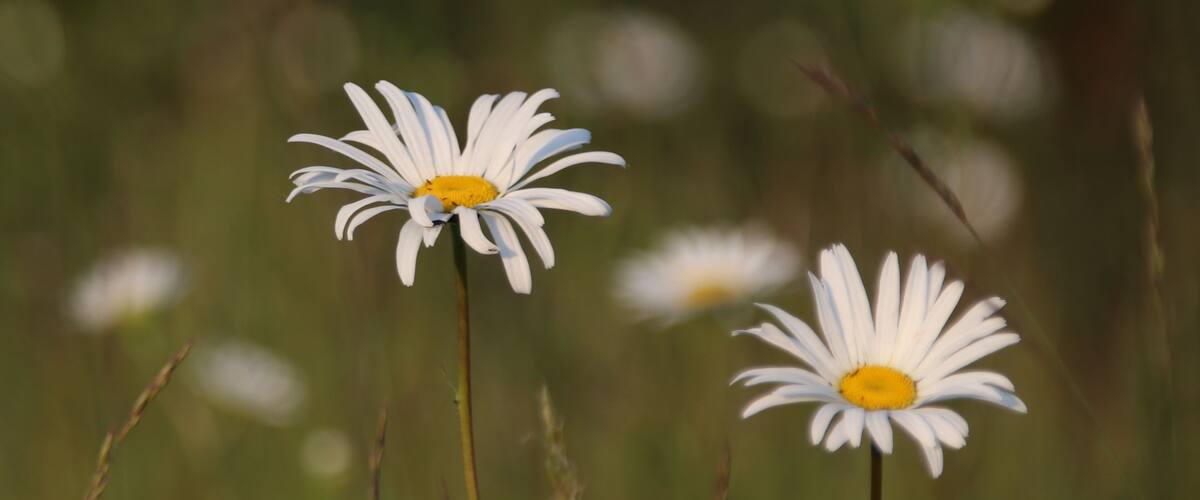 Handful of Daisies
The wildflowers along the Serpentine Fen playfully stretched as the last rays of sun gently stroked their leaves.