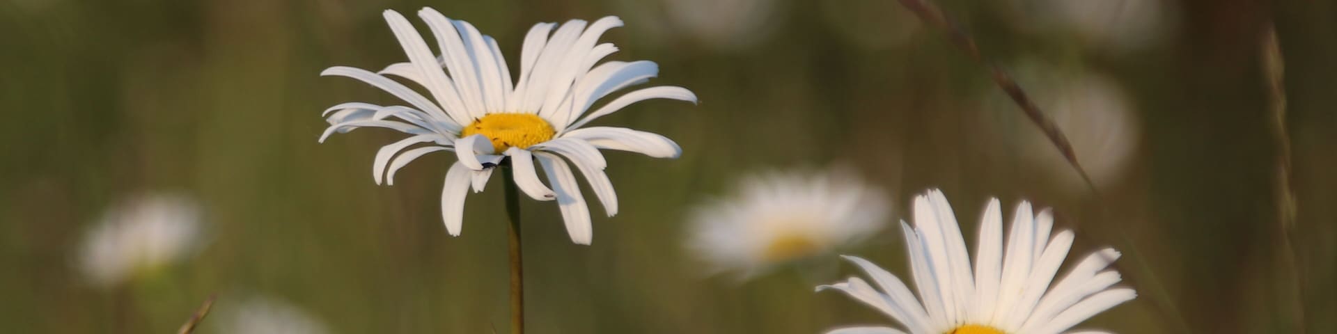 Handful of Daisies
The wildflowers along the Serpentine Fen playfully stretched as the last rays of sun gently stroked their leaves.