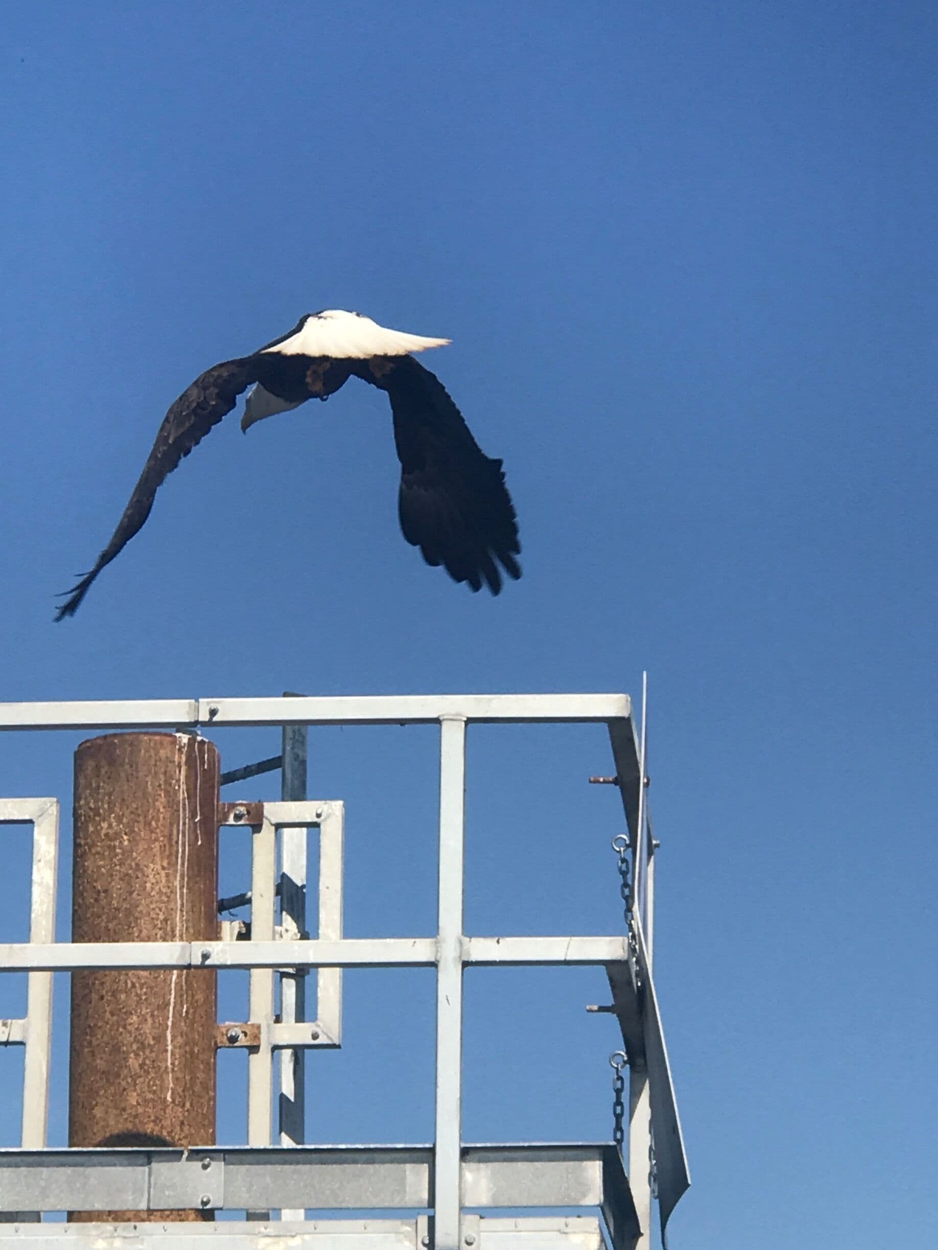 Eagle returning to fishing lookout 