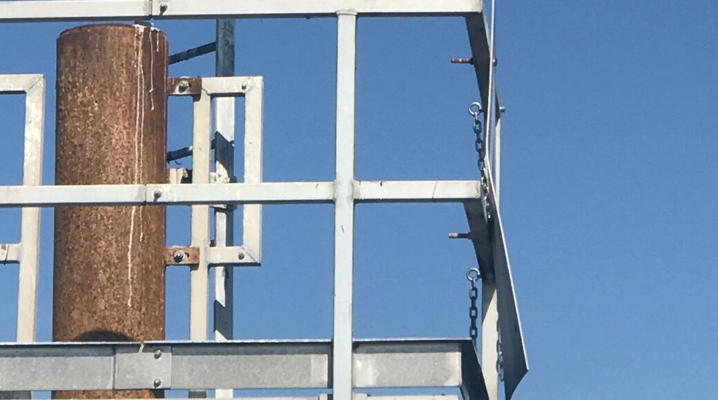 Eagle returning to fishing lookout