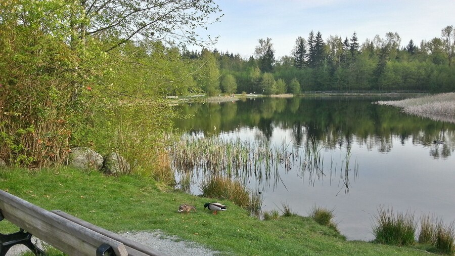 Some visitors by the lake.