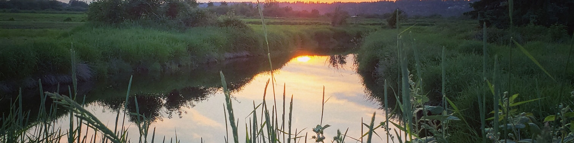The setting sun reflected golden rays across the still waters of the Serpentine Fen.