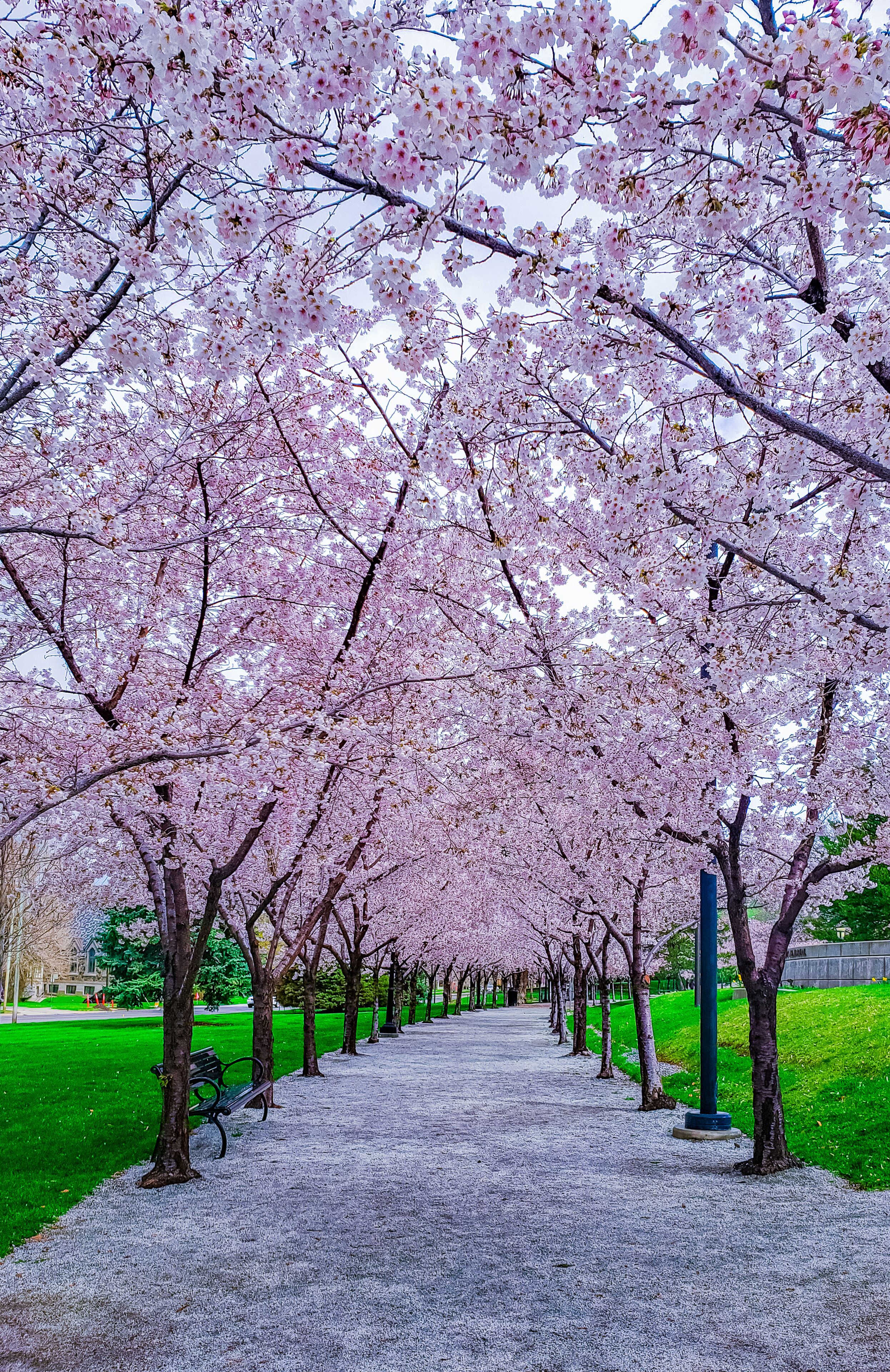 Cherry blossom in Salt Lake City