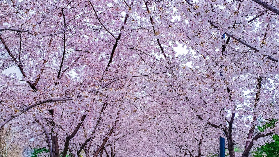 Cherry blossom in Salt Lake City