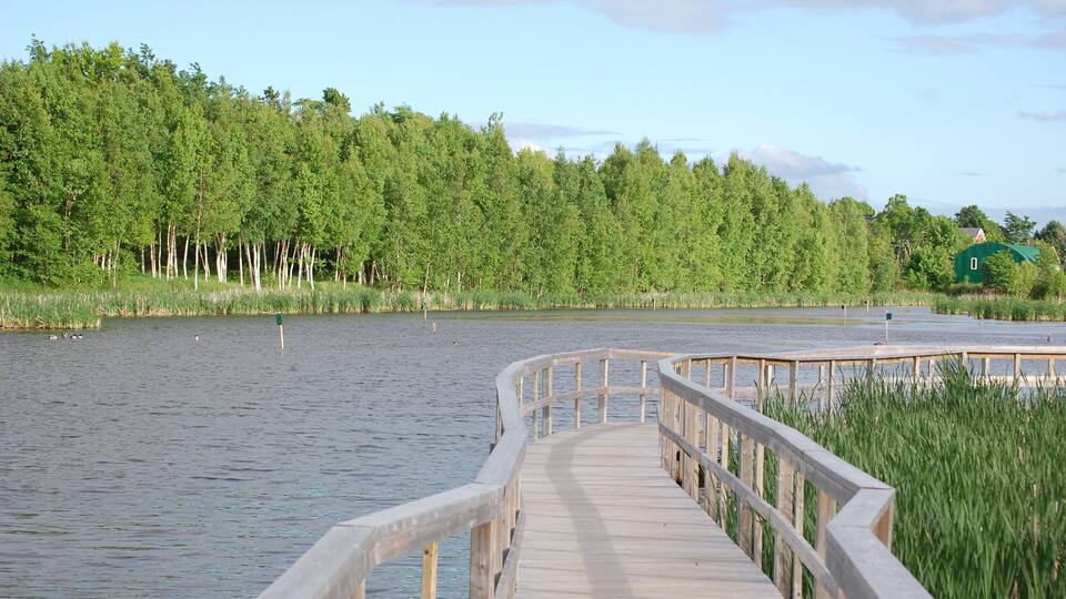 A wooden boardwalk leading to a lake surrounded by dense green trees.