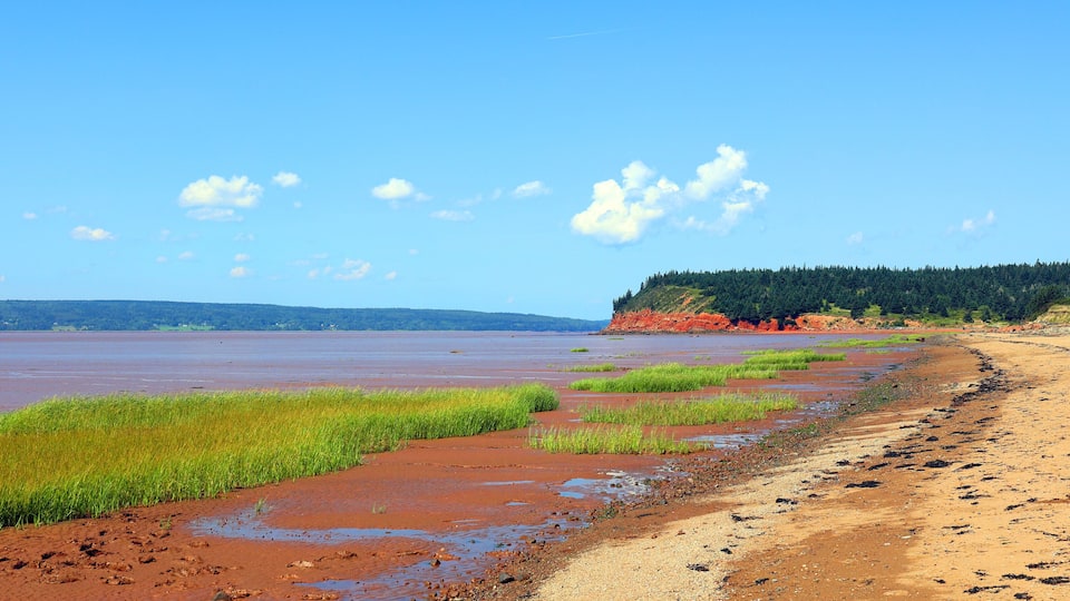 A coastal landscape with a sandy beach, green vegetation, and a forested cliff.