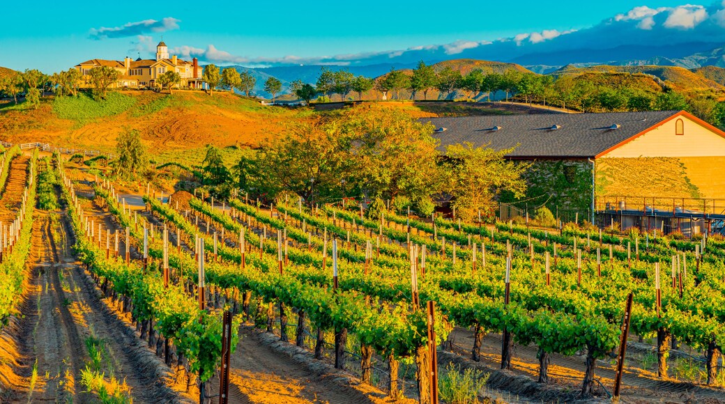 Rows of grapevines glow in the dusk lighting in Temecula, California