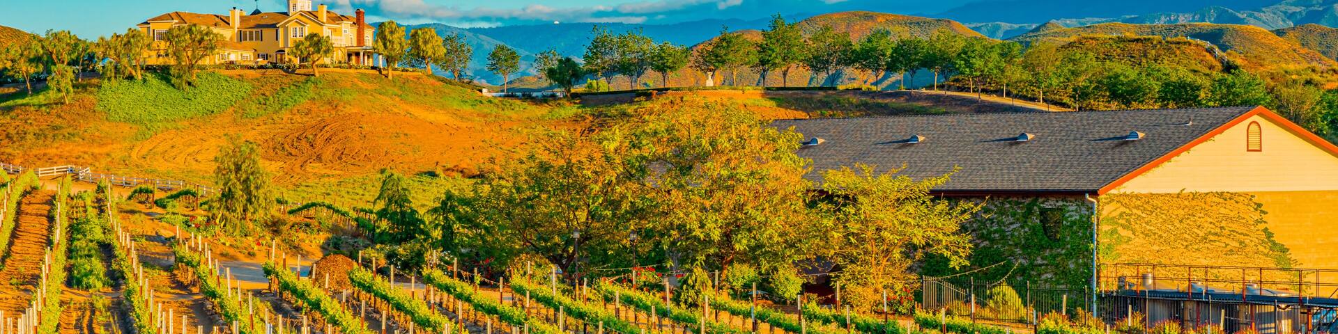 Rows of grapevines glow in the dusk lighting in Temecula, California