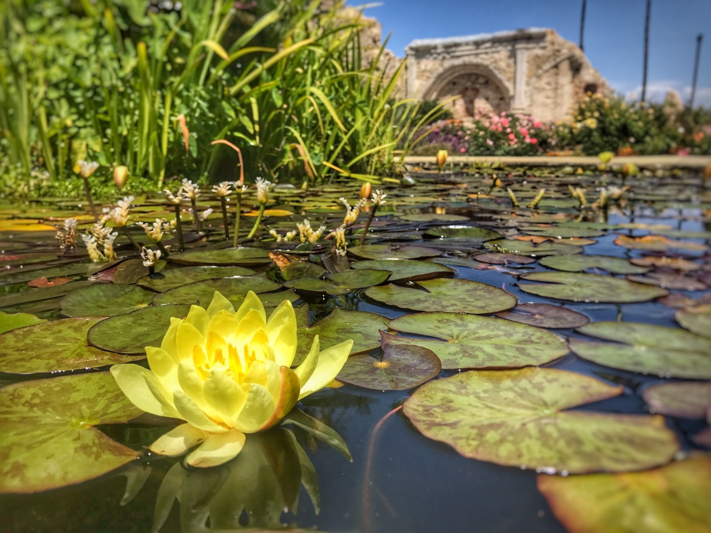 A yellow water lily in a pond with lily pads and a stone archway in the background.