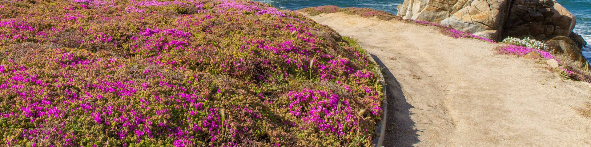 A Curving Path Through Pink Iceplant Along Monterey Bay in Pacific Grove, Pacific Ocean, California