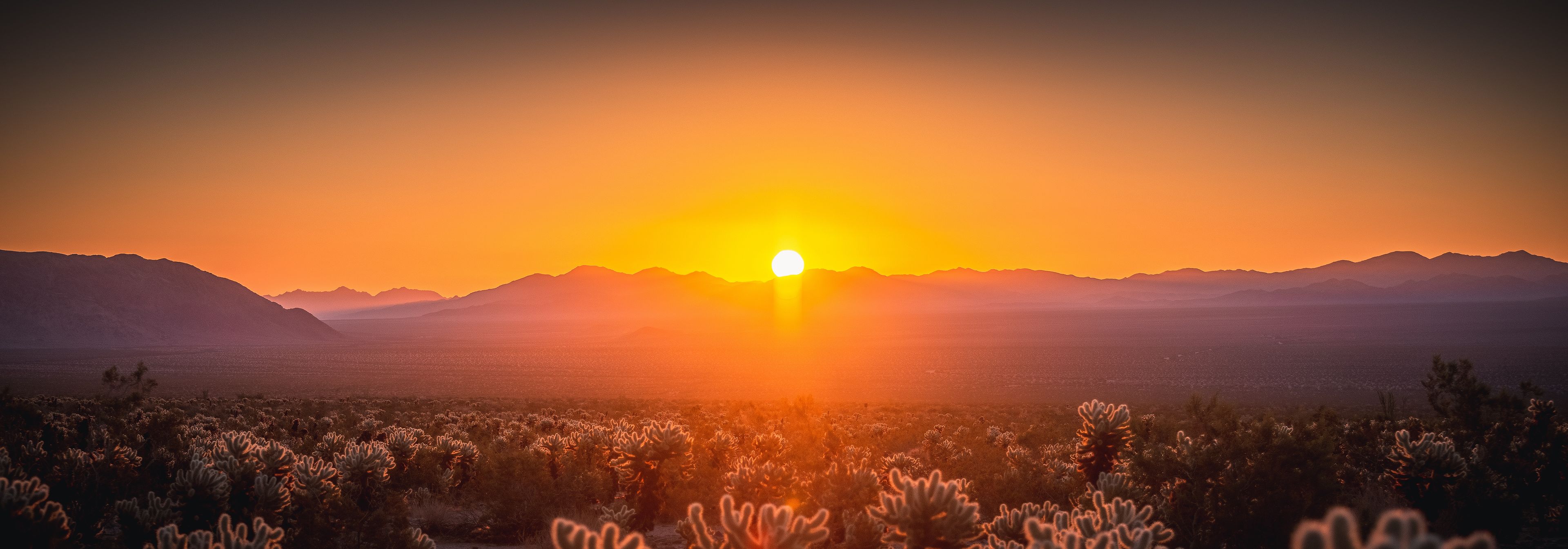 Sunrise over Joshua Tree