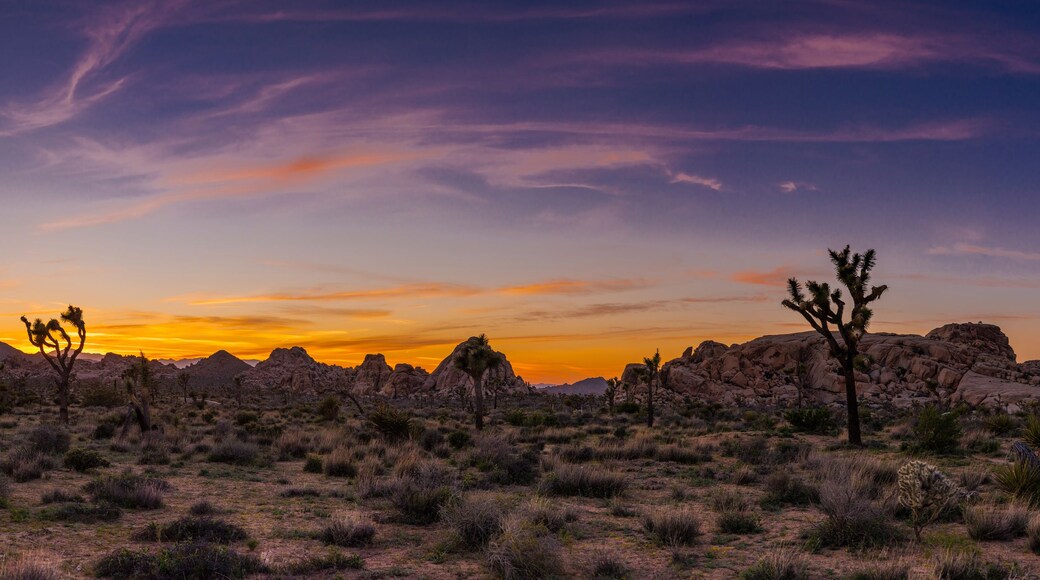 A desert landscape with Joshua trees and rocky mountains during sunset.